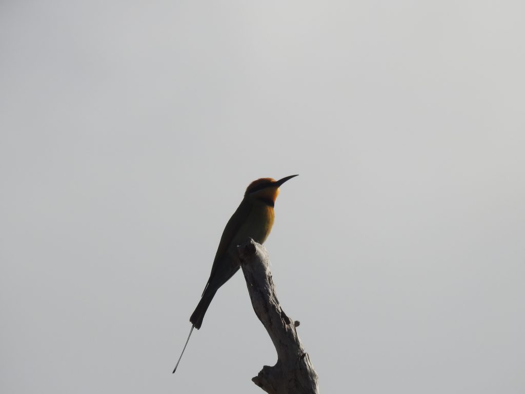 ハチクイrainbow bee-eater