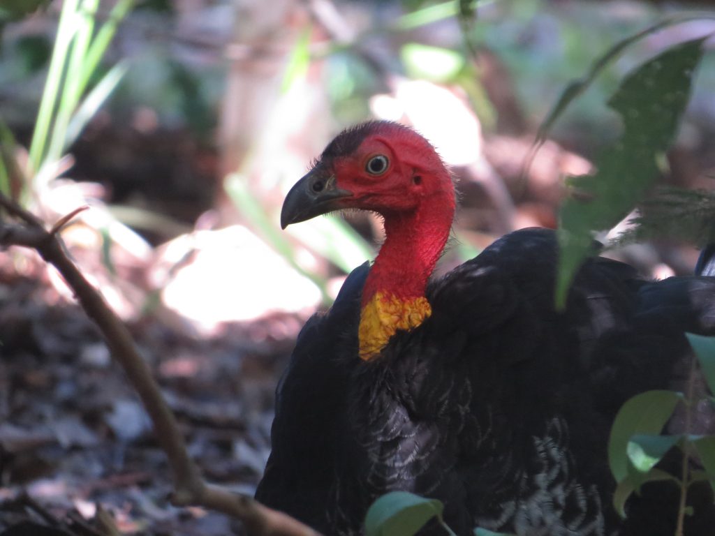 ヤブツカツクリ Australian Brush-Turkey