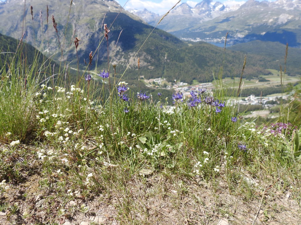 ムオタス・ムライユ～アルプ・ラングアルト平坦コースに咲く花