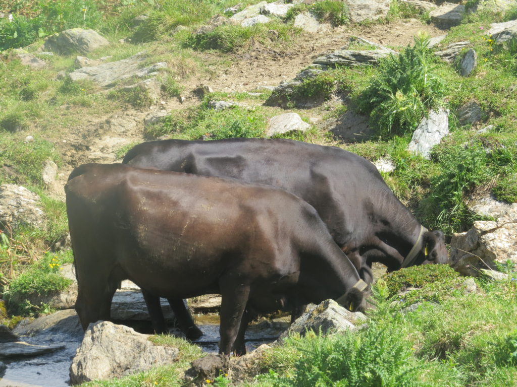 水を飲む牛たち