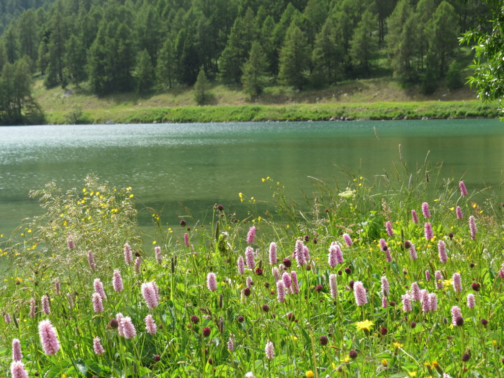 シルス湖と花