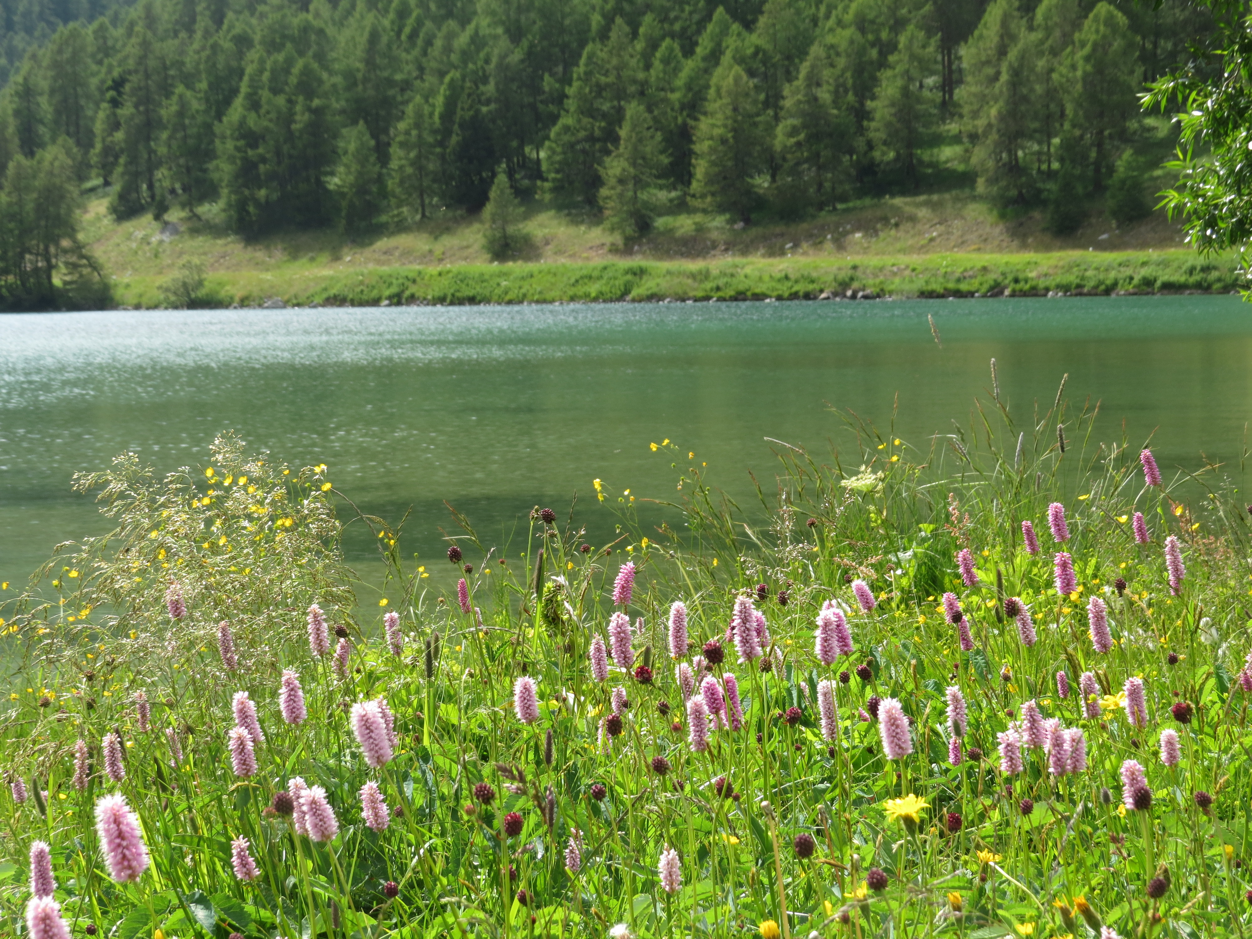 シルス湖と花