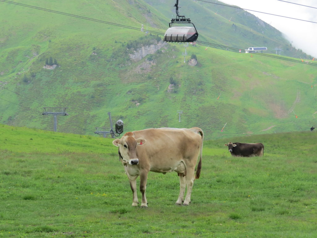 Idalp周辺の牛