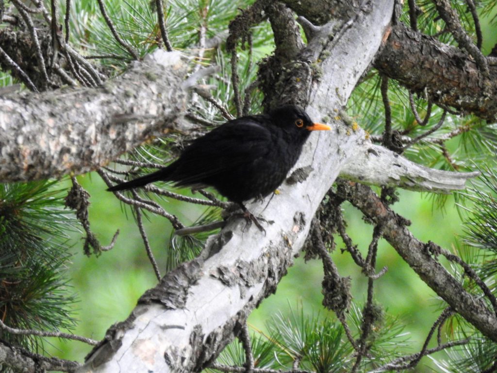 クロウタドリCommon blackbird